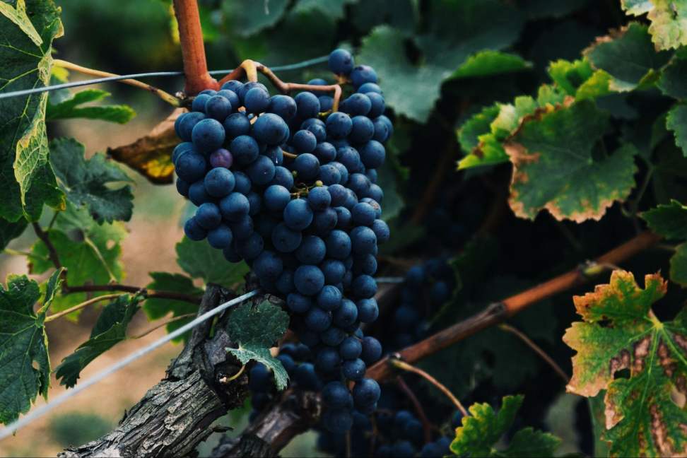 The Role of Grape Varieties in Wine Flavor Profiles